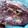 deer fluke liver is a parasite that would keep us from eating deer liver