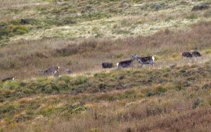 female deer will fight to protect the herd