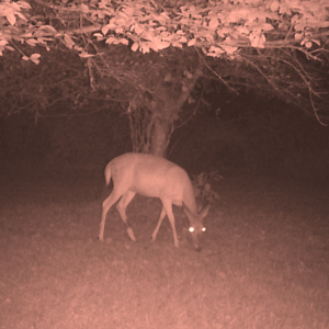 deer do not see red light like humans do