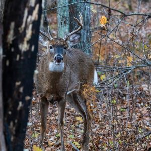 deer use scrapes and licking branches to talk to each other