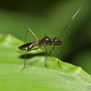 deer eat ants for their high fat content