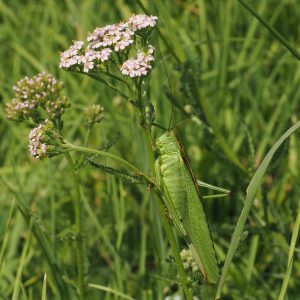 deer eat grasshoppers during the springtime