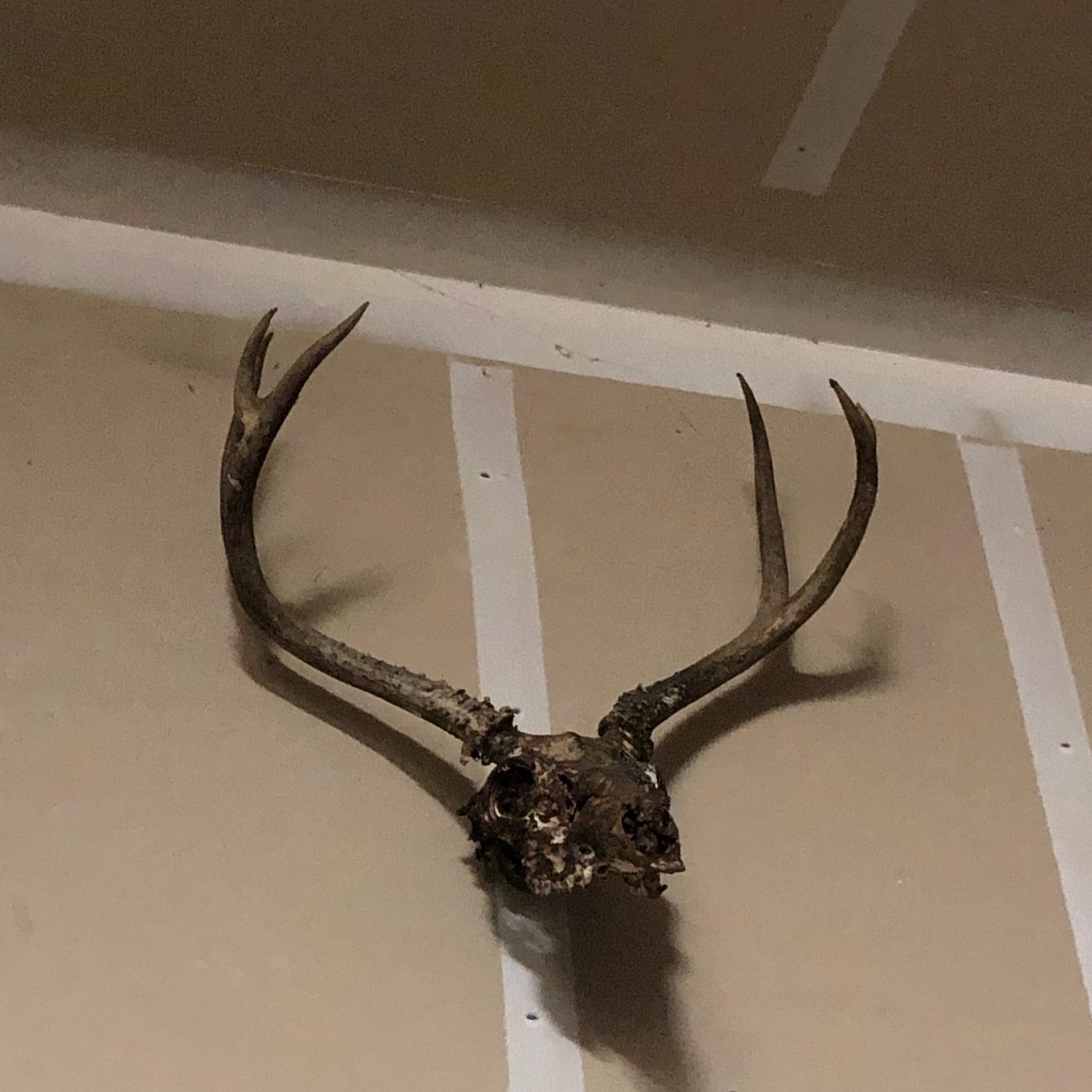 What to Put in Water When Boiling a Deer Skull HuntingSage