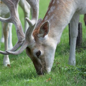 deer eating insects helps gut health
