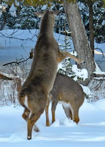 female deer fighting