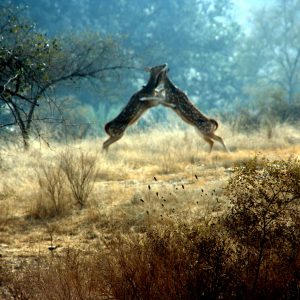 female deer will fight to establish a pecking order