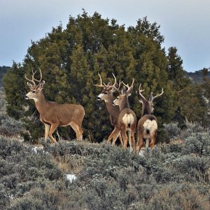 groups of male deer will usually be smaller than doe herds