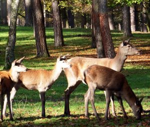doe herd of red deer in a group