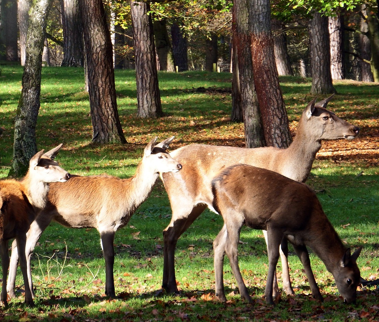 How Many Deer Usually Travel in a Group? HuntingSage