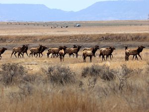 a herd of elk can travel up to a few miles per day