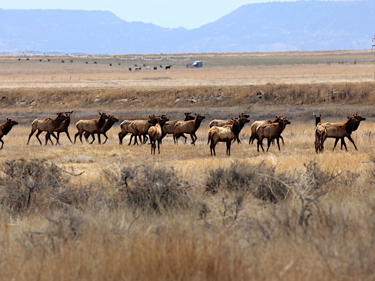 How Far Do Elk Travel in a Day? HuntingSage