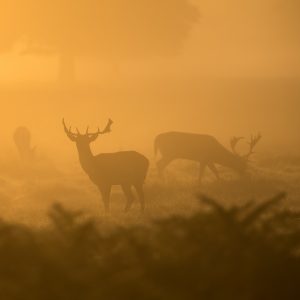 deer are active at dawn and dusk