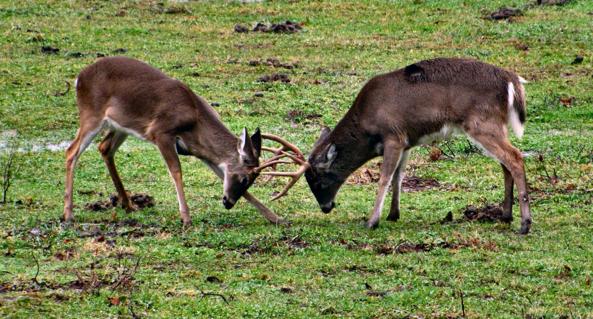 How Many Deer Usually Travel in a Group? HuntingSage