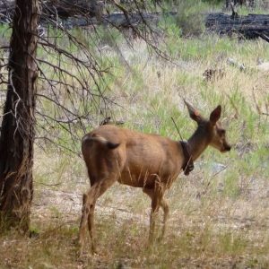tracking collars are used to see how far elk travel