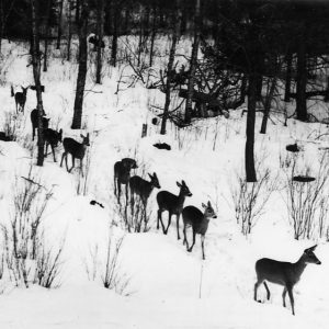 deer yarding is a way for deer to stay warm in groups during winter