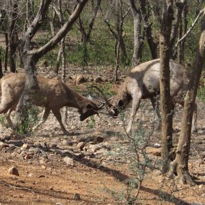 young male deer will challenge the alpha of the group