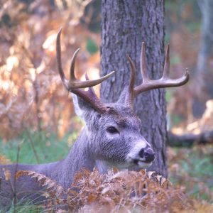 A much more mature 8 point buck