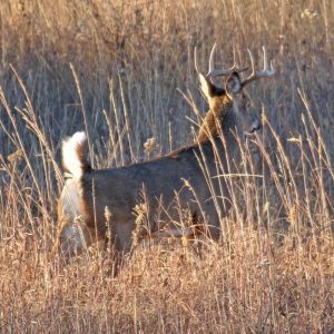 Both the 30-30 and 270 win can be great for hunting whitetail deer