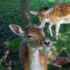 deer love to eat all sorts of plants