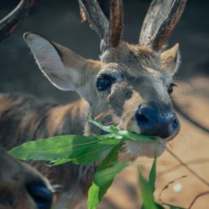 deer will adapt their diet to their habitat