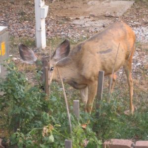 deer are notorious for eating gardens