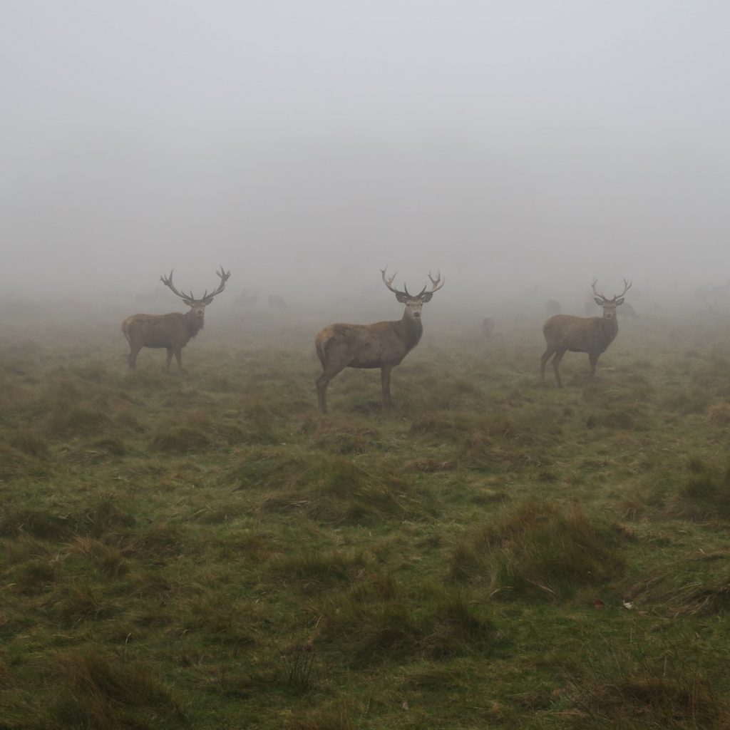 Do Deer Move in the Fog? HuntingSage