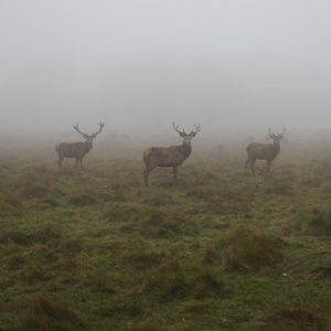 three big deer spotted in thick fog