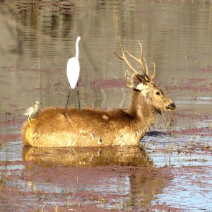 Deer will find fish on the banks of ponds and rivers