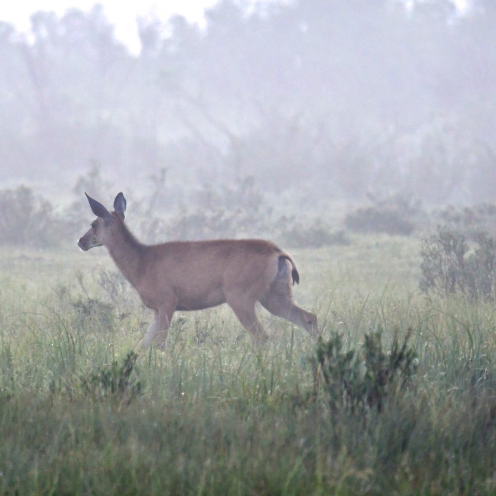 Do Deer Move in the Fog? HuntingSage