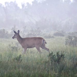 foggy conditions can influence deer movement