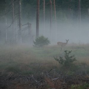 doe hears something in the fog