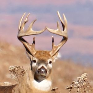 mature bucks will have much more developed antlers