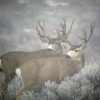 two bucks moving in the fog