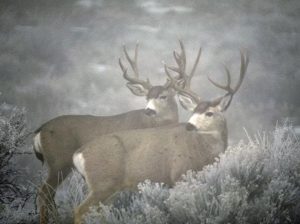 two bucks moving in the fog