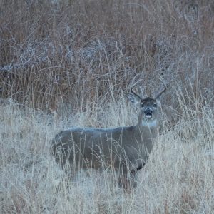 whitetail buck in it's habitat