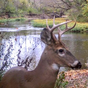 this 6 point buck is a bit older than a normal 4 point buck