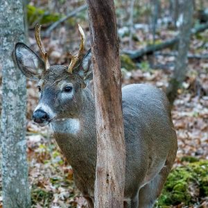 young whitetail buck with underdeveloped antlers